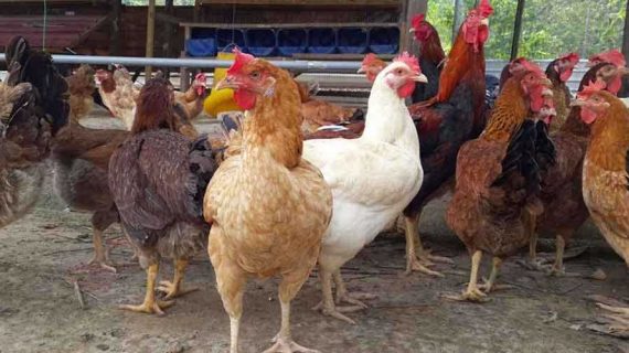 Manfaat Ternak Ayam Kampung Yang Perlu Anda Ketahui