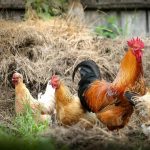 Kelebihan Ternak Ayam Kampung