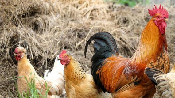 Kelebihan Ternak Ayam Kampung