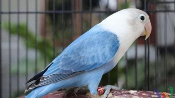 Pakan Burung Lokal Pilihan Kicau Mania yang Sedang Viral