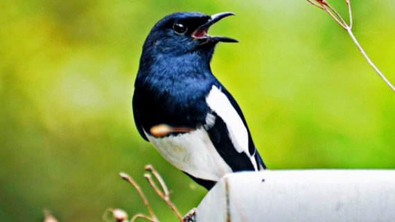 5 Cara Melatih Burung Kacer Agar Sehat dan Gacor