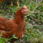 Cara Ternak Ayam Petelur Tanpa kandang