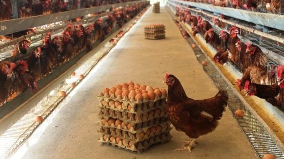 Analisa Peluang Usaha Ayam Petelur, Harga dan Rincian Biaya