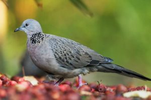 Cara Merawat Burung Perkutut agar Sehat dan Gacor