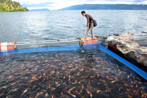 11 Manfaat Usaha Budidaya Ikan Konsumsi
