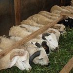 Cara Membuat Pakan Ternak Domba Fermentasi Dengan Mudah