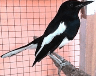 Cara Merawat Burung Ciblek Harian Agar Cepat Gacor Dor