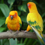 Usaha Budidaya Ternak Burung Lovebird
