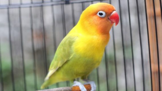 Ciri-ciri Lovebird Bermental Fighter dan Cara Memilihnya