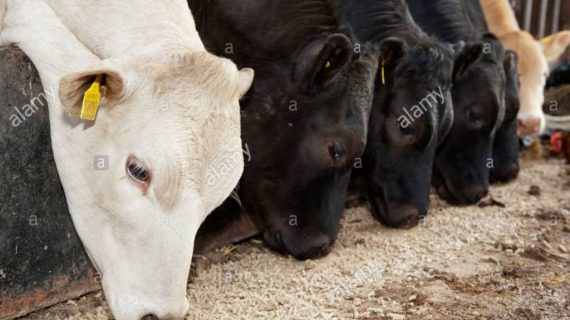 Managemen Pakan Sapi Potong