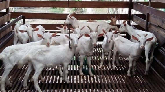 Cara Mengatasi Perut Kembung pada Kambing