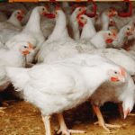 4 Cara Ternak Ayam Potong Cepat Panen dan Besar Paling Efisien