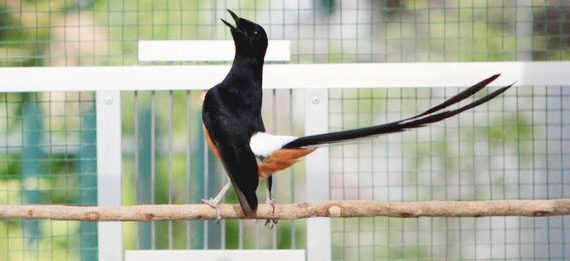 Solusi Mencegah dan Mengatasi Kacer yang Kegemukan