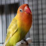 Mengenal Jenis Burung Lovebird