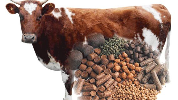 Berapa Jumlah Pakan Yang Harus Diberikan Untuk Sapi Dengan Berat 200 Kg?