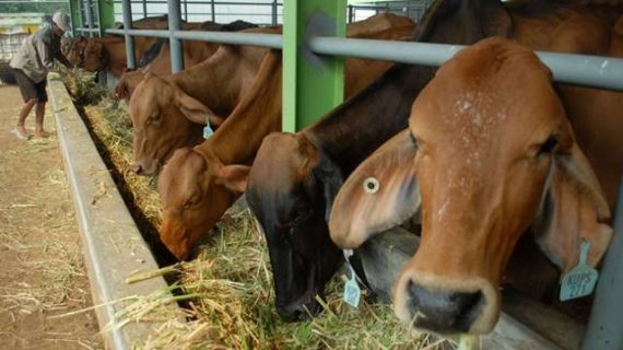 Penggemukan Cara Modern Pada Ternak Sapi