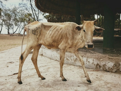 Sapi Cacingan, Kenali Jenis dan Cara Pencegahannya