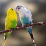 Bagaimana cara membedakan burung lovebird jantan dan betina ?