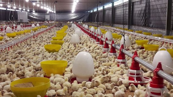 Cara Ternak Praktis Bagi Pemula Peternak Ayam pedaging (Broiler)