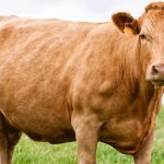 Mengenal Sapi Limousin