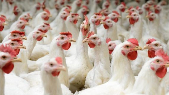 7 Keuntungan Ternak Ayam Broiler yang Harus Anda Ketahui