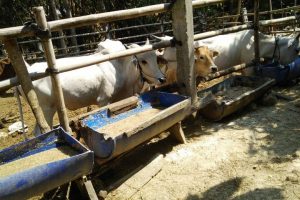Penggemukan Sapi dengan Sistem Dry Lot Fattening