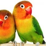 Cara Merawat Burung Lovebird Untuk Keperluan Lomba serta Prospek Menjadi Juara