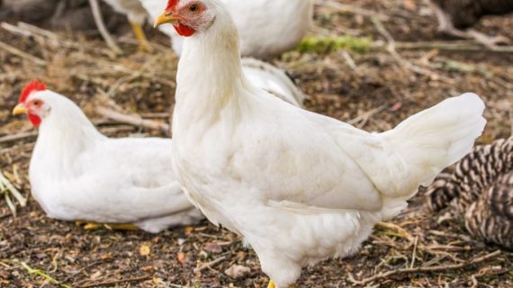 Perubahan Struktur Mikroskopis Sekum pada Ayam Broiler yang Stres