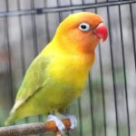 7 Cara Merawat Burung LoveBird biar Cepat Gacor dan Ngekek Panjang