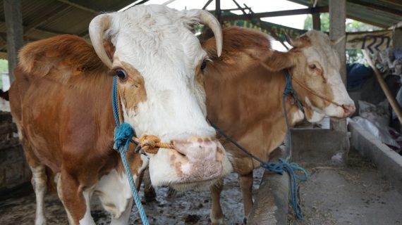 Menentukan Umur Sapih pada Sapi Ternak