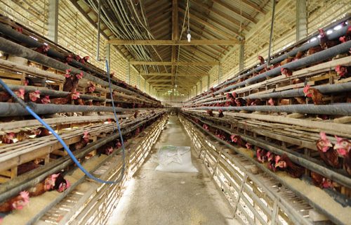 4 Kebiasaan Jelek Ayam Ras Petelur Yang Merugikan (Waspada)