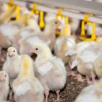 3 Cara Ternak Ayam Kampung Organik yang Baik dan Benar