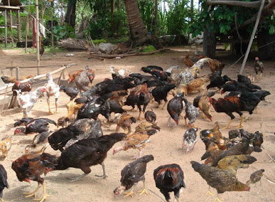 Cara Ternak Ayam Kampung yang Mudah, Bisa Diterapkan di Rumah