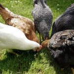 Cara Ternak Ayam Kampung