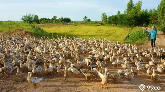 Begini Cara Budidaya Bebek Petelur yang Benar | Dijamin Menguntungkan!