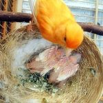 Manfaat Bawang Putih Bagi Burung Kenari Sebagai Pakan Tambahan