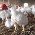 8 Kendala yang Sering Menghadang Dalam Usaha Ternak Ayam Potong