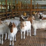 Kelebihan Pakan Fermentasi Untuk Ternak Kambing