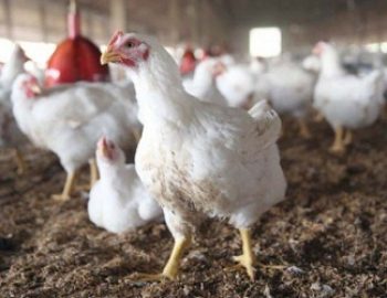 Cara Ternak Ayam Broiler Untuk Usaha Kecil yang Menguntungkan