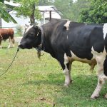 Mengurangi jumlah bakteri patogen di kandang sapi perah dengan biaya murah dan mudah diaplikasikan
