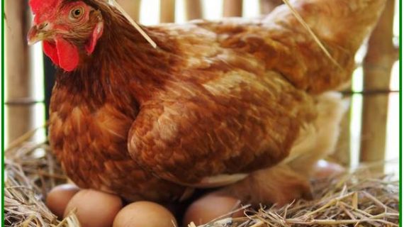 4 Kebiasaan Jelek Ayam Ras Petelur Yang Merugikan (Waspada)