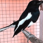 Mudah Banget! 10 Cara Menjinakkan Burung Kacer Peliharaan Kamu