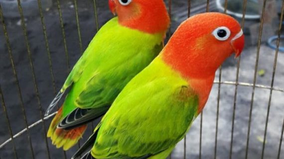 Ini 8 Cara Menjinakkan Burung Lovebird Paling Mudah